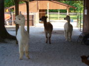 Alpacas at a farm