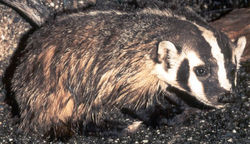 American Badger