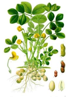 Peanut (Arachis hypogea)