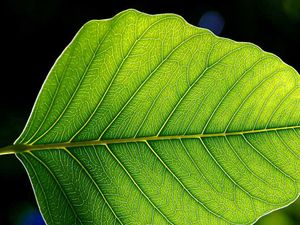 The leaf is the primary site of photosynthesis in plants.