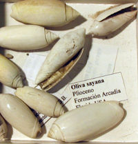 Oliva sayana, Florida (EEUU)