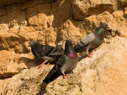 Rock Pigeons in their natural habitat perched on sea cliffs. Most pigeons in an urban environment substitute sheer building facades for cliff faces