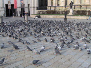 Although feeding them is now forbidden, pigeons still flock to London's Trafalgar Square