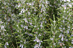 Rosemary in flower