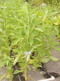 Sesame plants