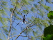 Palm spider, Seychelles.