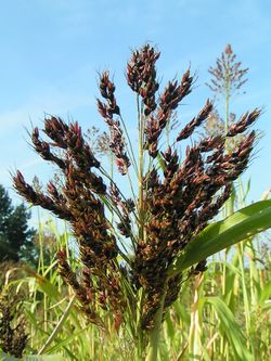 Sorghum bicolor