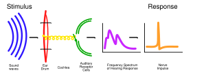 A schematic representation of hearing. (Blue: sound waves. Red: eardrum. Yellow: cochlea. Green: auditory receptor cells. Purple: frequency spectrum of hearing response. Orange: nerve impulse.)