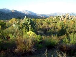 Fynbos, a floral kingdom unique to South Africa, is found near Cape Town.