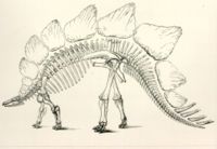 Marsh's 1896 illustration of Stegosaurus. Note the twelve dorsal plates and eight tail spikes; Stegosaurus actually had 17 plates and just four spikes.