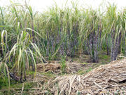 Sugar cane field on Madeira