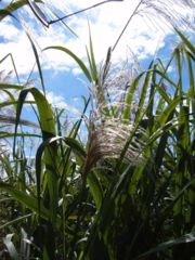 Sugarcane flowering, Australia.