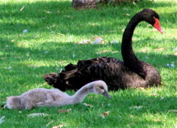 Cygnus atratus and cygnet.