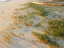 Lanikai Beach on Oahu. This gently-sloping beach face is topped by a beach crest onto which a salt-tolerant grass (Sporobolus virginicus) is spreading from the incipient dune