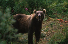 Kodiak Brown Bear