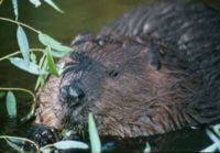 American Beaver