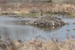 Beaver lodge, approx. 20 foot diameter. Ontario, Canada