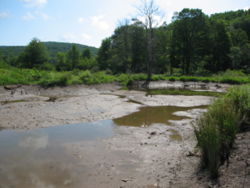 Drained Beaver Dam. Allegheny State Park