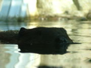 A North American Beaver at the Toronto Zoo