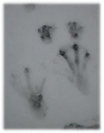 Beaver tracks in snow, in Ontario. Hind paws approx 20cm long.