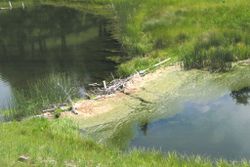 Yellowstone National Park.