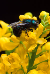 Osmia ribifloris