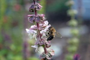 Honey Bee collecting nectar from small flowers. Location: McKinney, Texas.