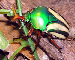 Striped love beetle Eudicella gralli from the forests of Central Africa. The iridescent wing cases are used in marriage ceremonies.