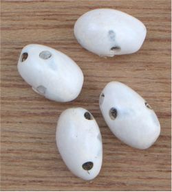 Damage to beans by larvae of the common bean weevil, Acanthoscelides obtectus