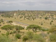 Tarangire National Park in Tanzania