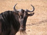 The head of a wildebeest in Tanzania.