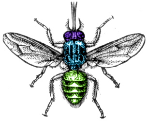 Diagram of a tsetse fly, showing the head, thorax and abdomen