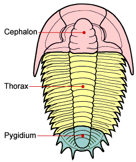 The trilobite body is divided into three major sections, a cephalon with eyes, mouthparts and sensory organs such as antennae, a thorax of multiple similar segments (that in some species allowed them to roll up into a ball), and a pygidium, or tail section. © Sam Gon III