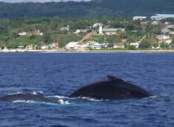 Whales off the coast of E'ua Island