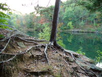 Tree roots anchor the structure and provide water and nutrients.  The ground has eroded away around the roots of this young Pine tree.