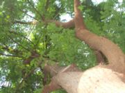 A view of a tree from below; this may exaggerate apparent height