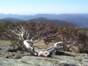 Eucalyptus niphophila in Namadgi National Park