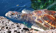 Green Sea Turtle, Chelonia mydas