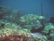 Hawksbill turtle, Eretmochelys imbricata