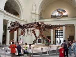 Sue the Tyrannosaurus, Field Museum of Natural History, Chicago, showing the forelimbs. The 'wishbone' is between the forelimbs.