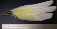 Under side of left wing feathers