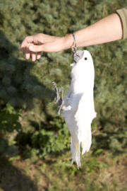 Umbrella Cockatoo at play