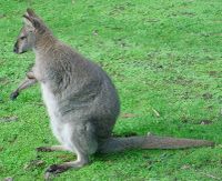 Red-necked Wallaby