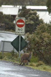 A mother wallaby with her child by side of the road in the Cradle Mountain area. The young one is, probably, too big to fit in the pouch completely now.