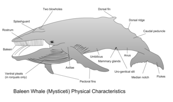 Physical characteristics of a baleen whale