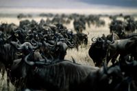 Herd of Wildebeest