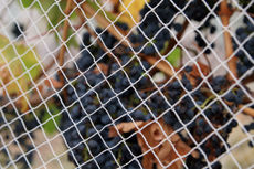 Netting protecting wine grapes from birds