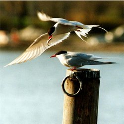 Two Arctic Terns, one of which has just found a meal