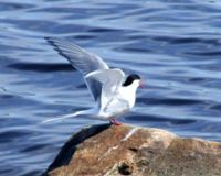 An Arctic Tern in Finland