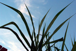 Sugar cane a biofuel